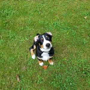 Meet your Posher, Robin